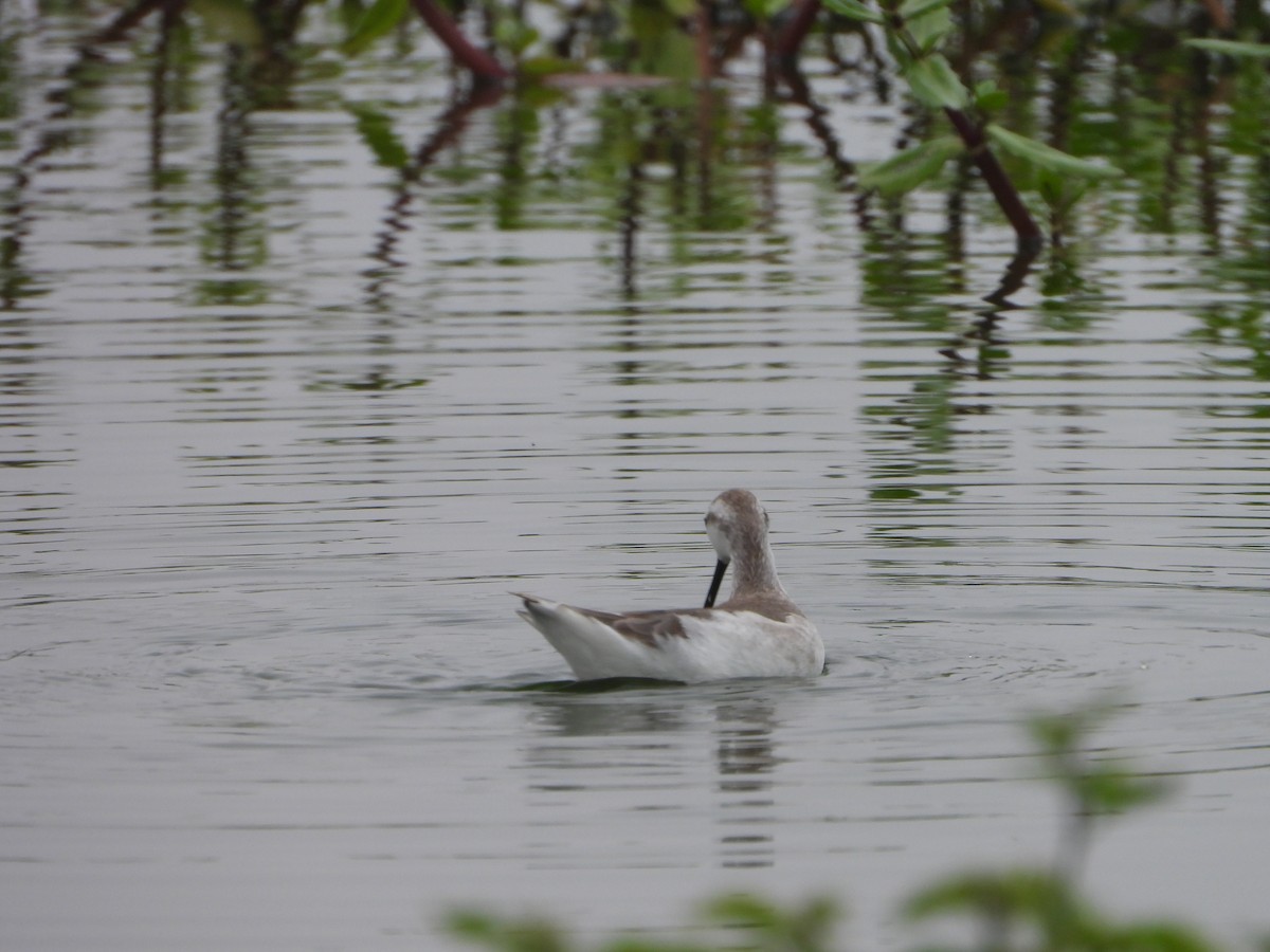 Wilson's Phalarope - ML645141916