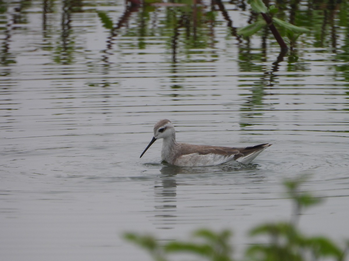 Wilson's Phalarope - ML645141917