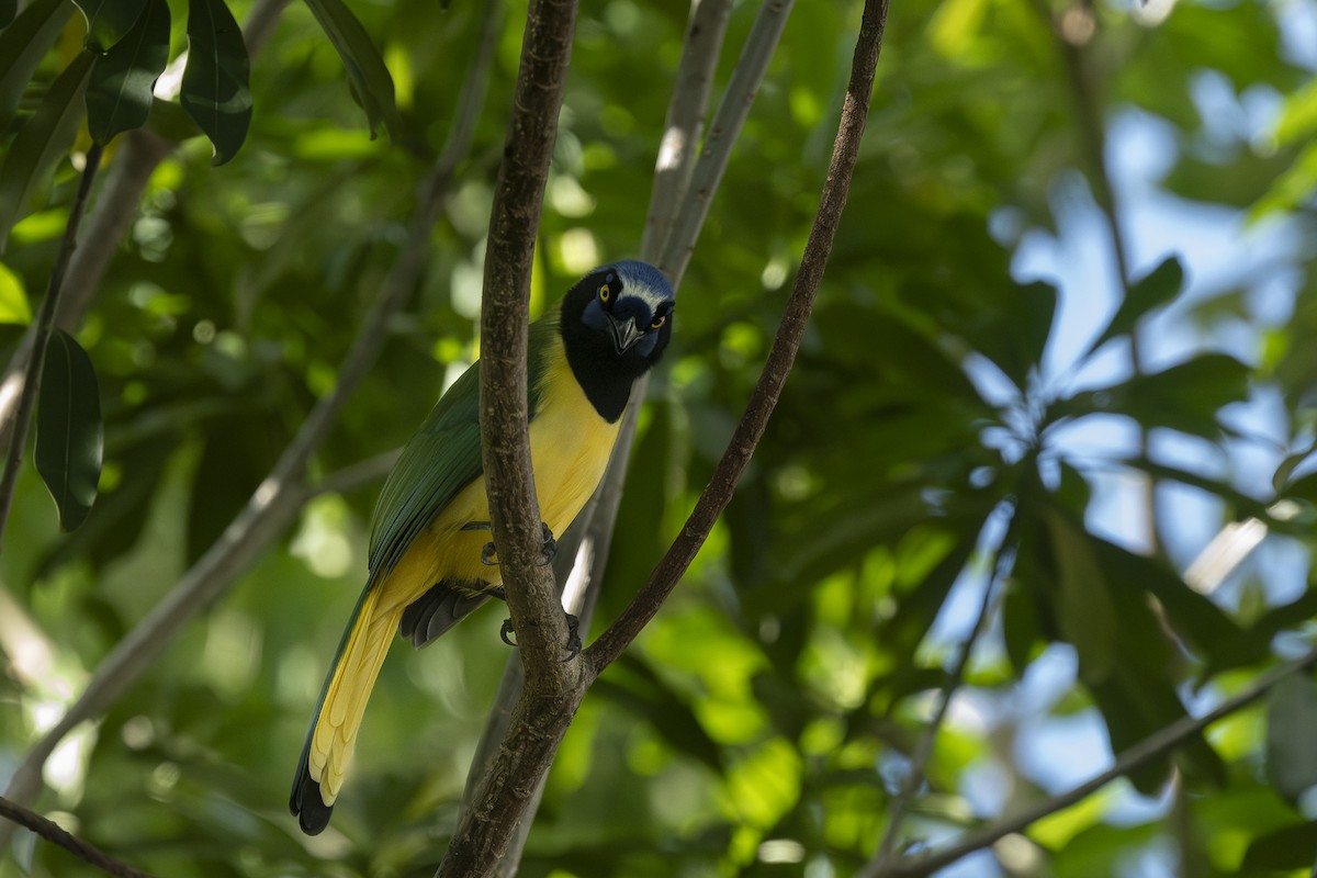 Yeşil Karga - ML645141918