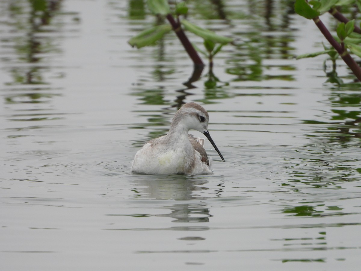 Wilson's Phalarope - ML645141919