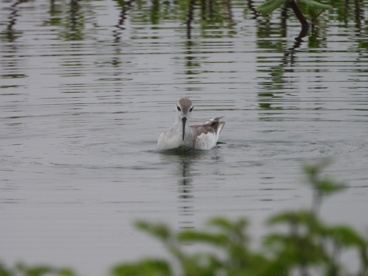 Wilson's Phalarope - ML645141920