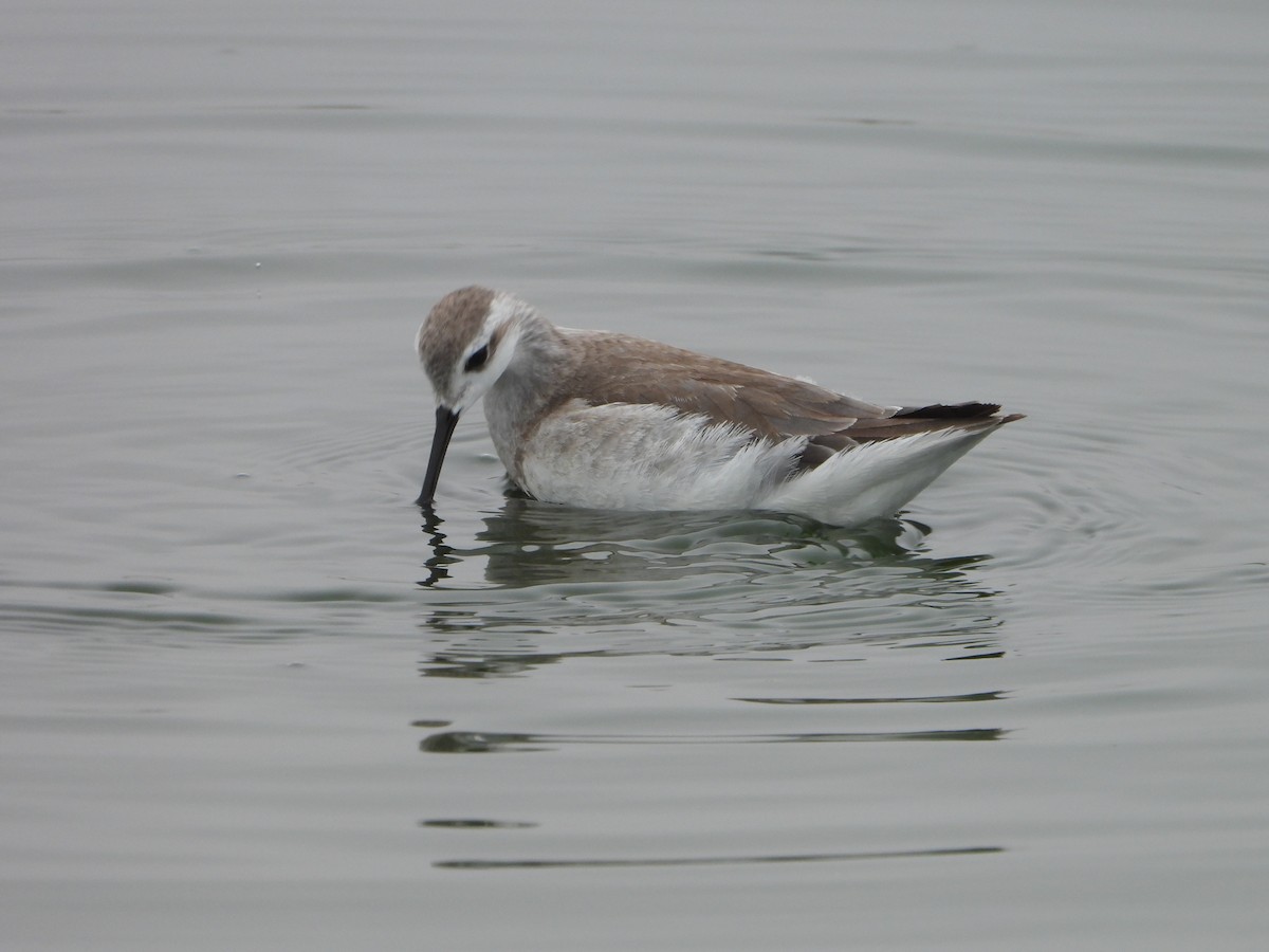 Wilson's Phalarope - ML645141921
