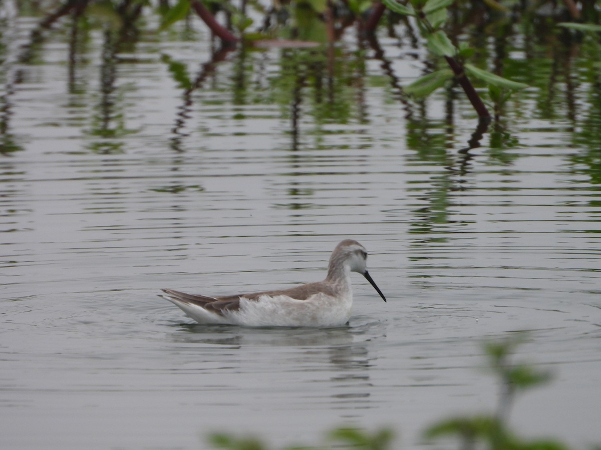 Wilson's Phalarope - ML645141922