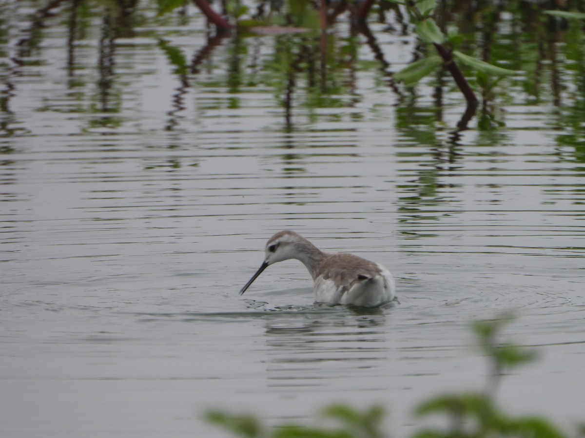 Wilson's Phalarope - ML645141923