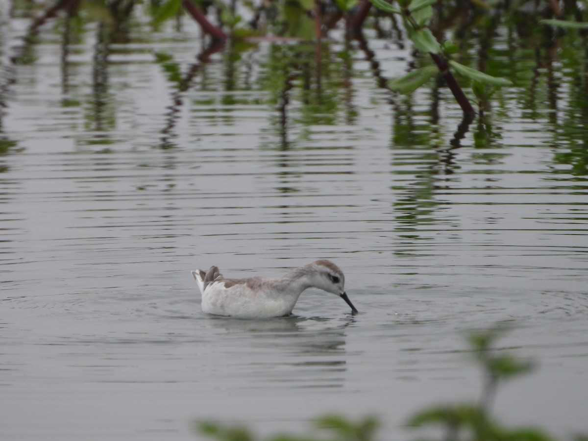 Wilson's Phalarope - ML645141924