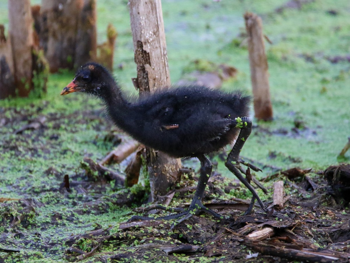 アメリカバン - ML645141929