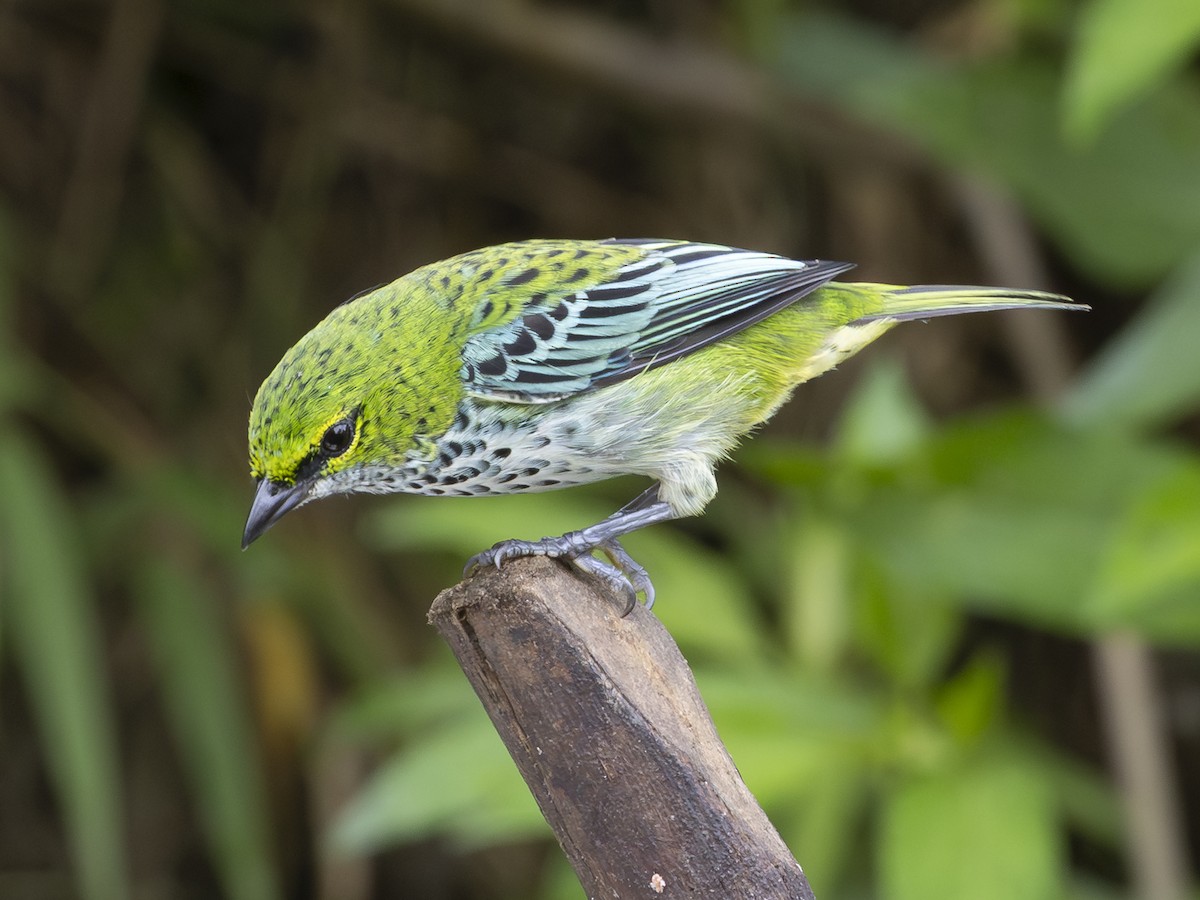 Speckled Tanager - ML645141931
