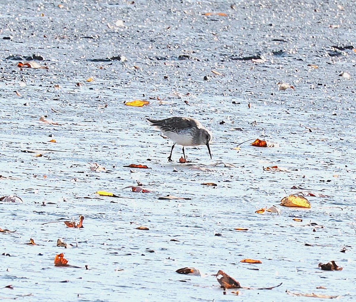 Dunlin - ML645141946