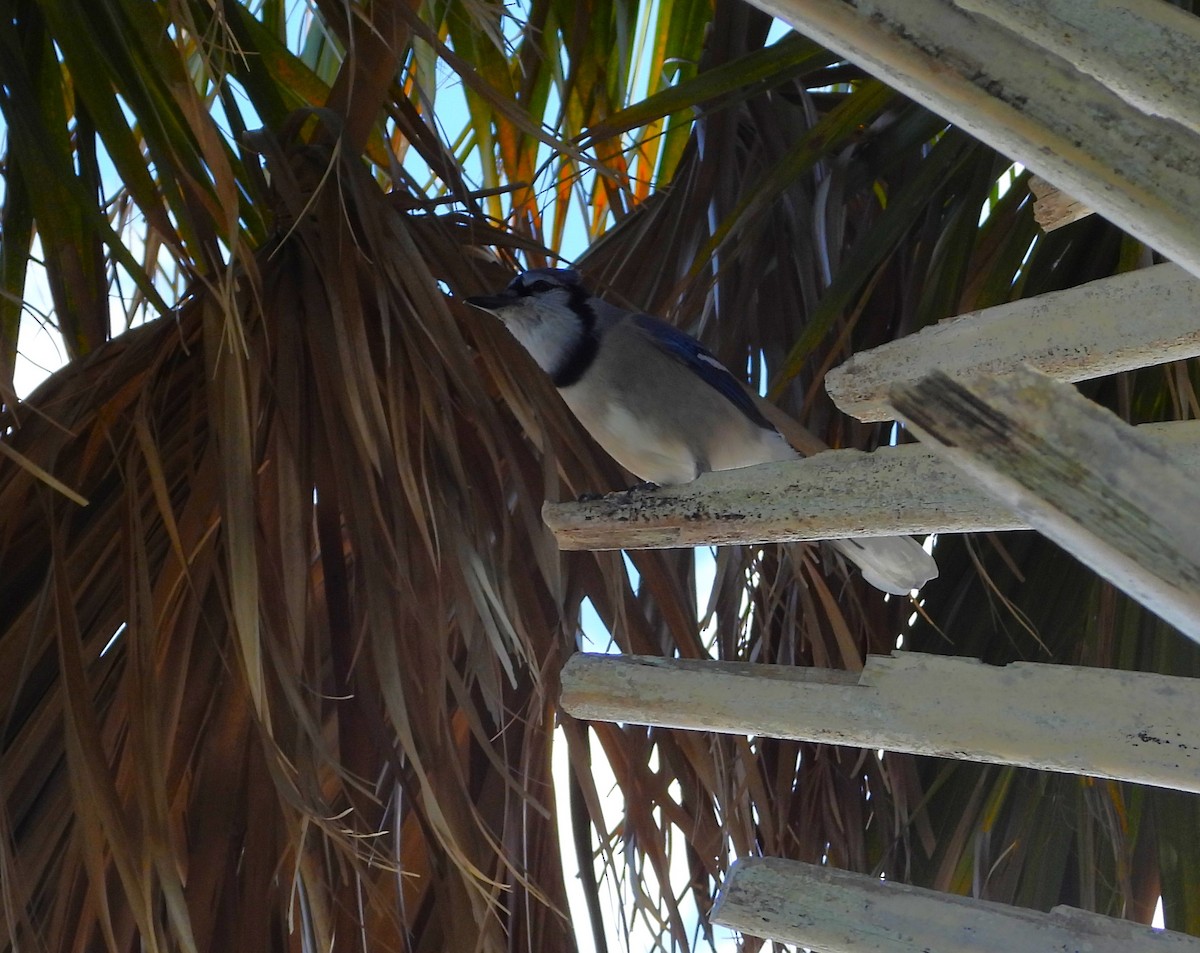 Blue Jay - ML645141953