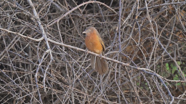 Rufous Chatterer - ML645141954
