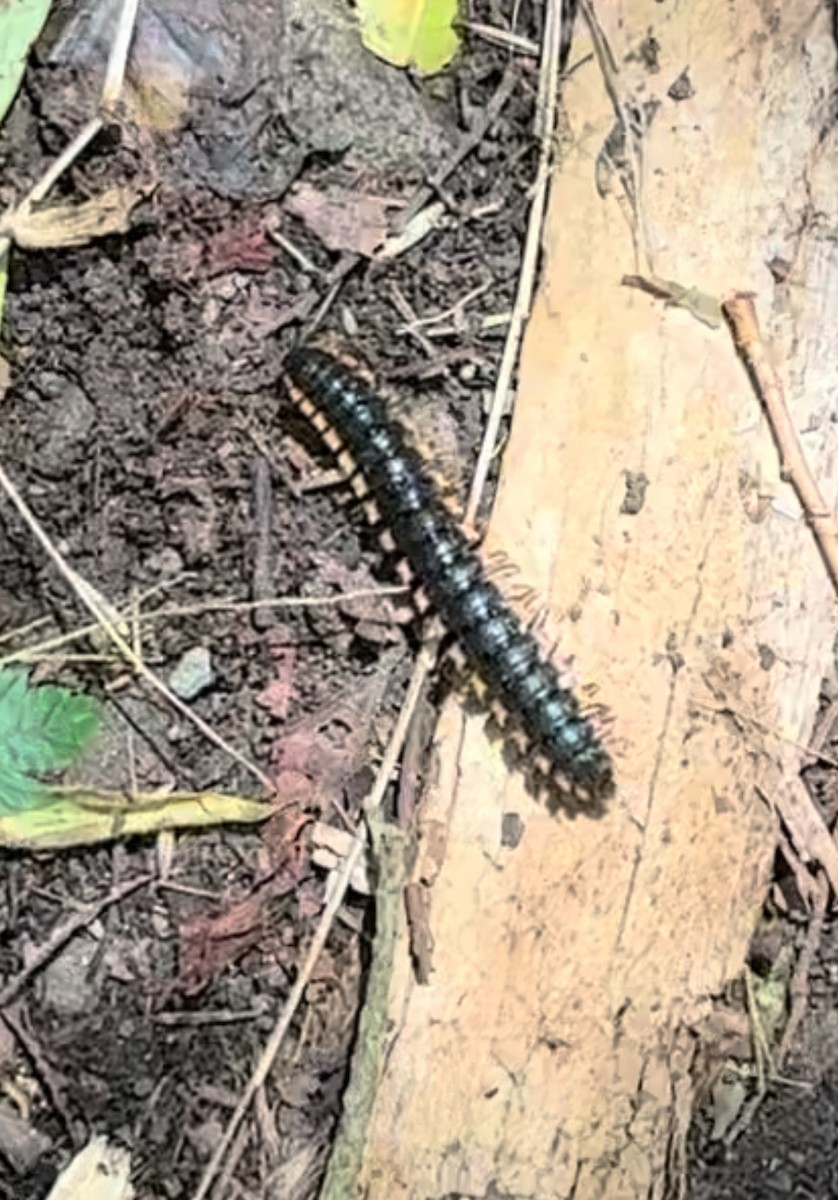 Insects - ML645141955