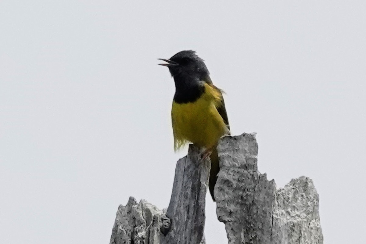 Mourning Warbler - ML645141961