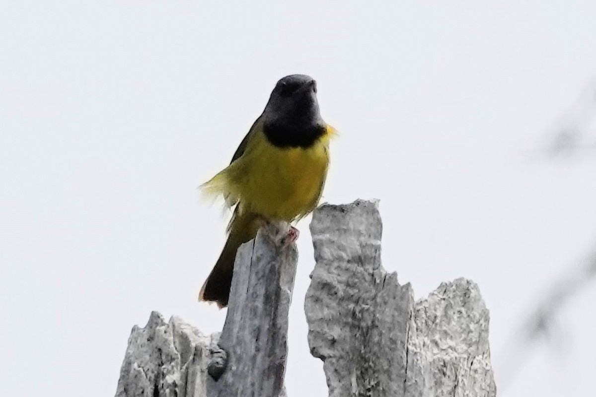 Mourning Warbler - ML645141962