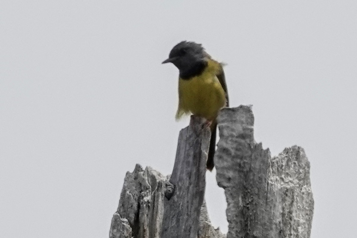 Mourning Warbler - ML645141963