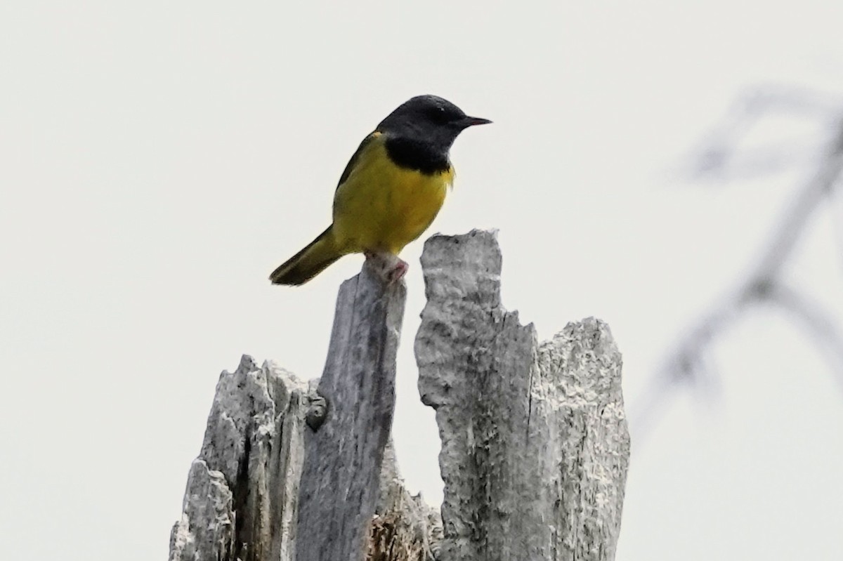 Mourning Warbler - ML645141964