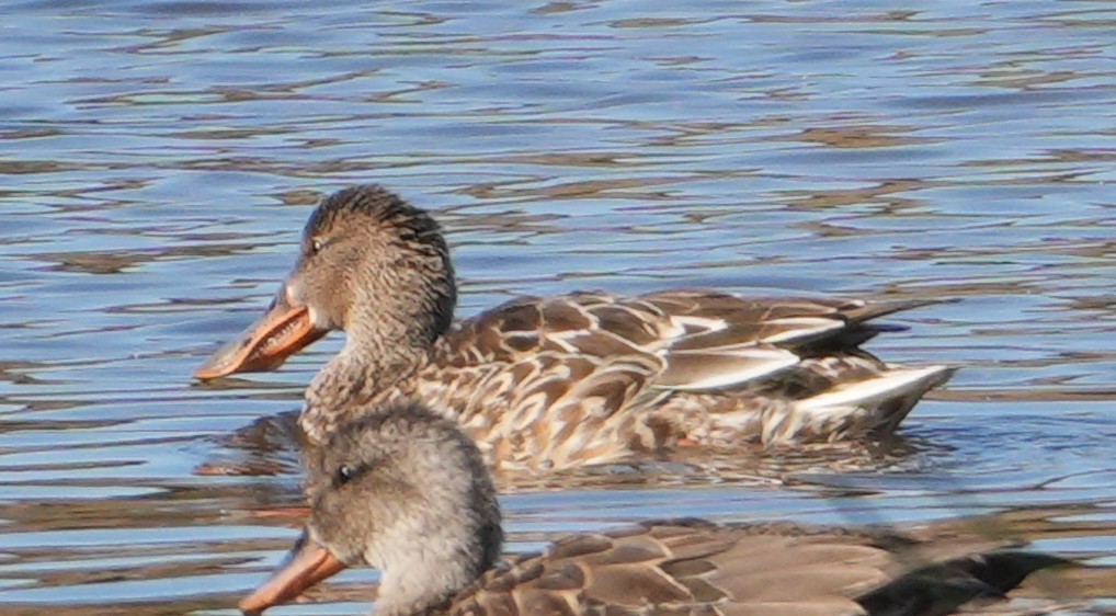 Mestolone - ML645141971