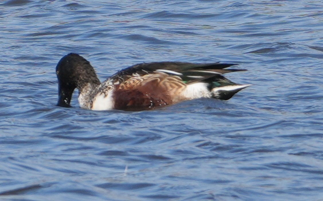 Mestolone - ML645141972