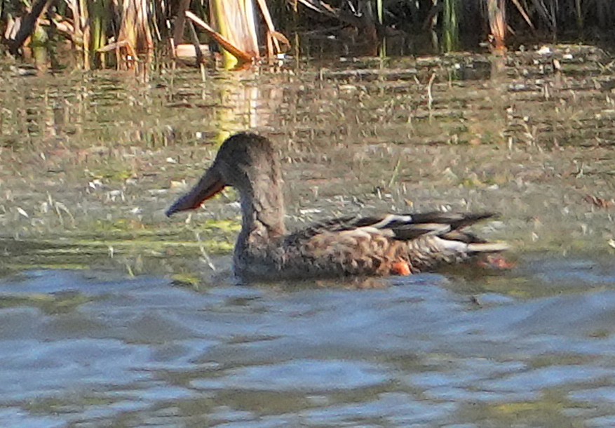 Mestolone - ML645141973