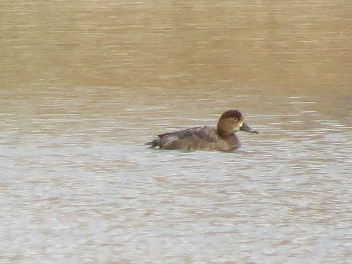 Redhead - ML645141980