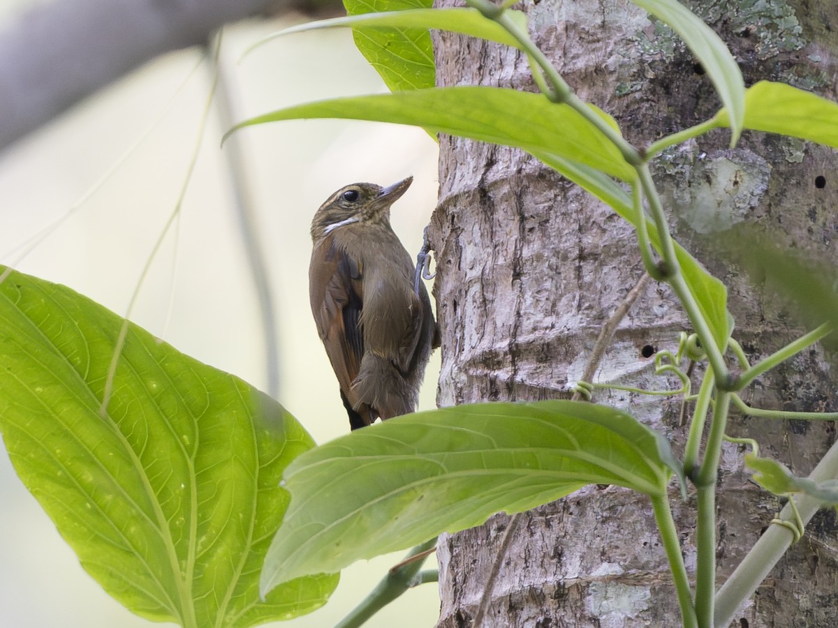 Northern Plain-Xenops - ML645142015