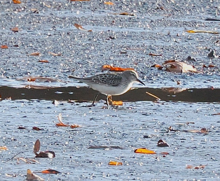 White-rumped Sandpiper - ML645142018