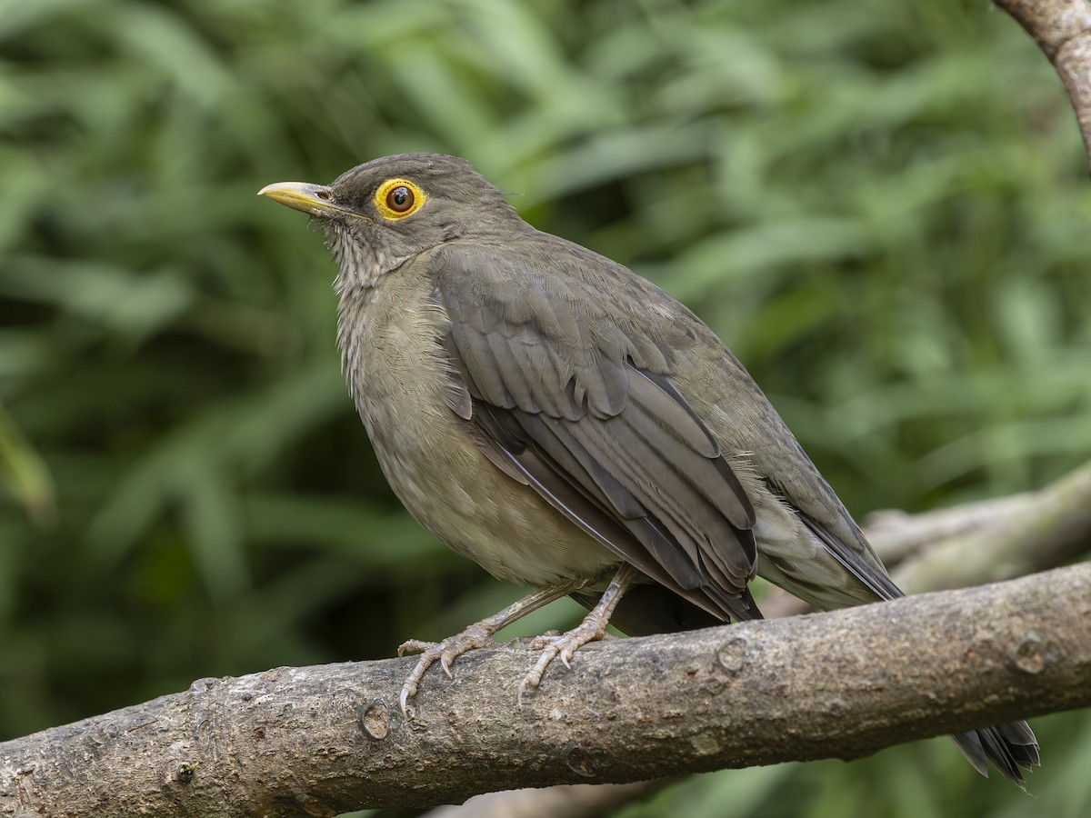 Spectacled Thrush - ML645142020
