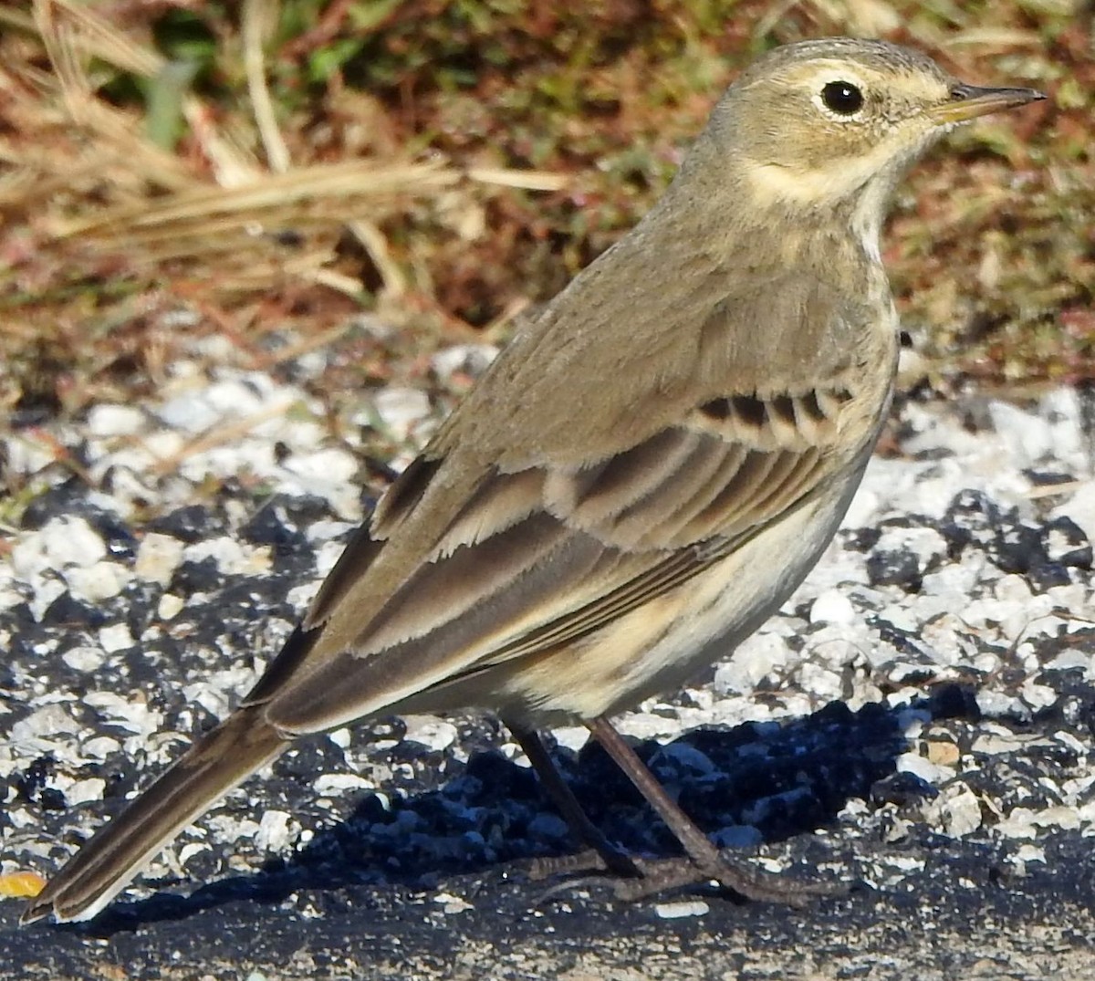 American Pipit - ML645142025