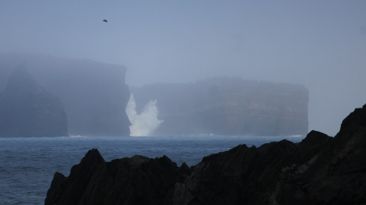 Möwe, unbestimmt - ML645142027