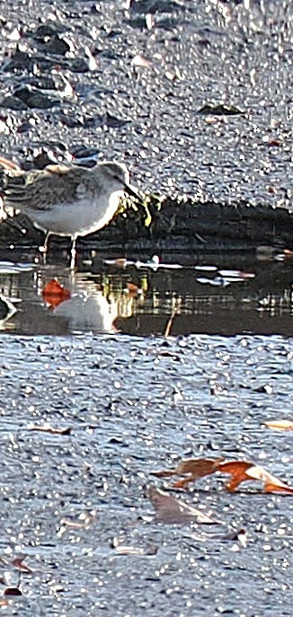 Western Sandpiper - ML645142035