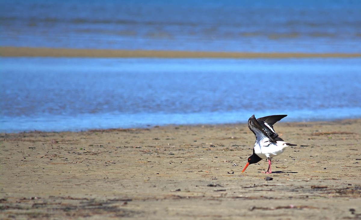 Pied Oystercatcher - ML645142037
