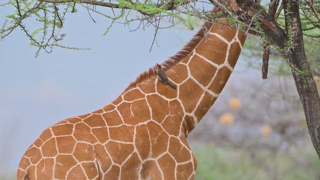 Red-billed Oxpecker - ML645142039