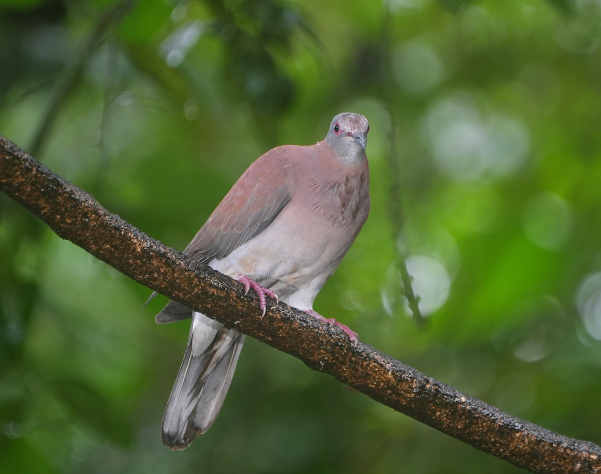 Pale-vented Pigeon - ML645142043