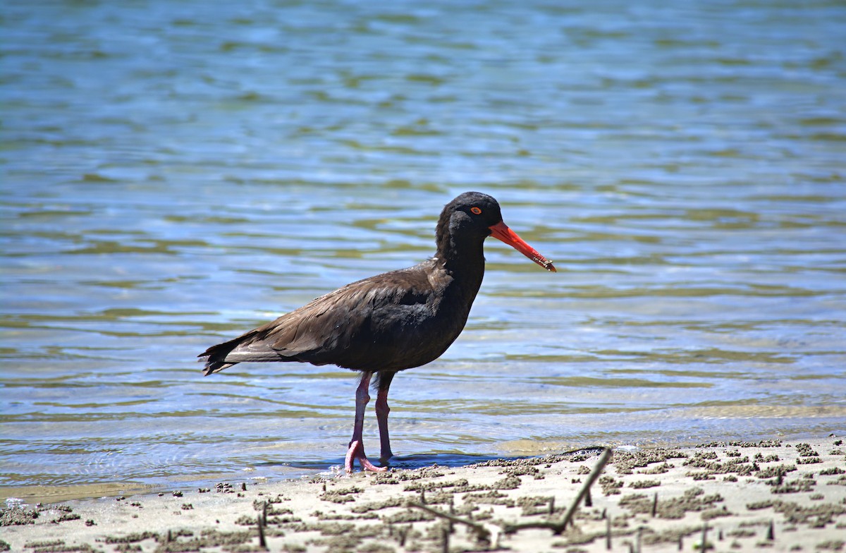 Sooty Oystercatcher - ML645142047