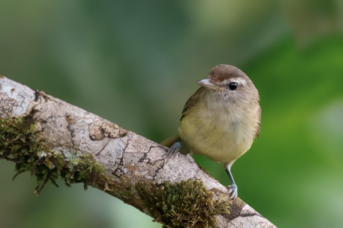 Brown-capped Vireo - ML645142048