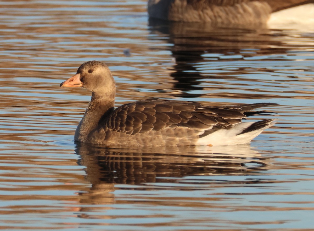 Greater White-fronted Goose - ML645142049