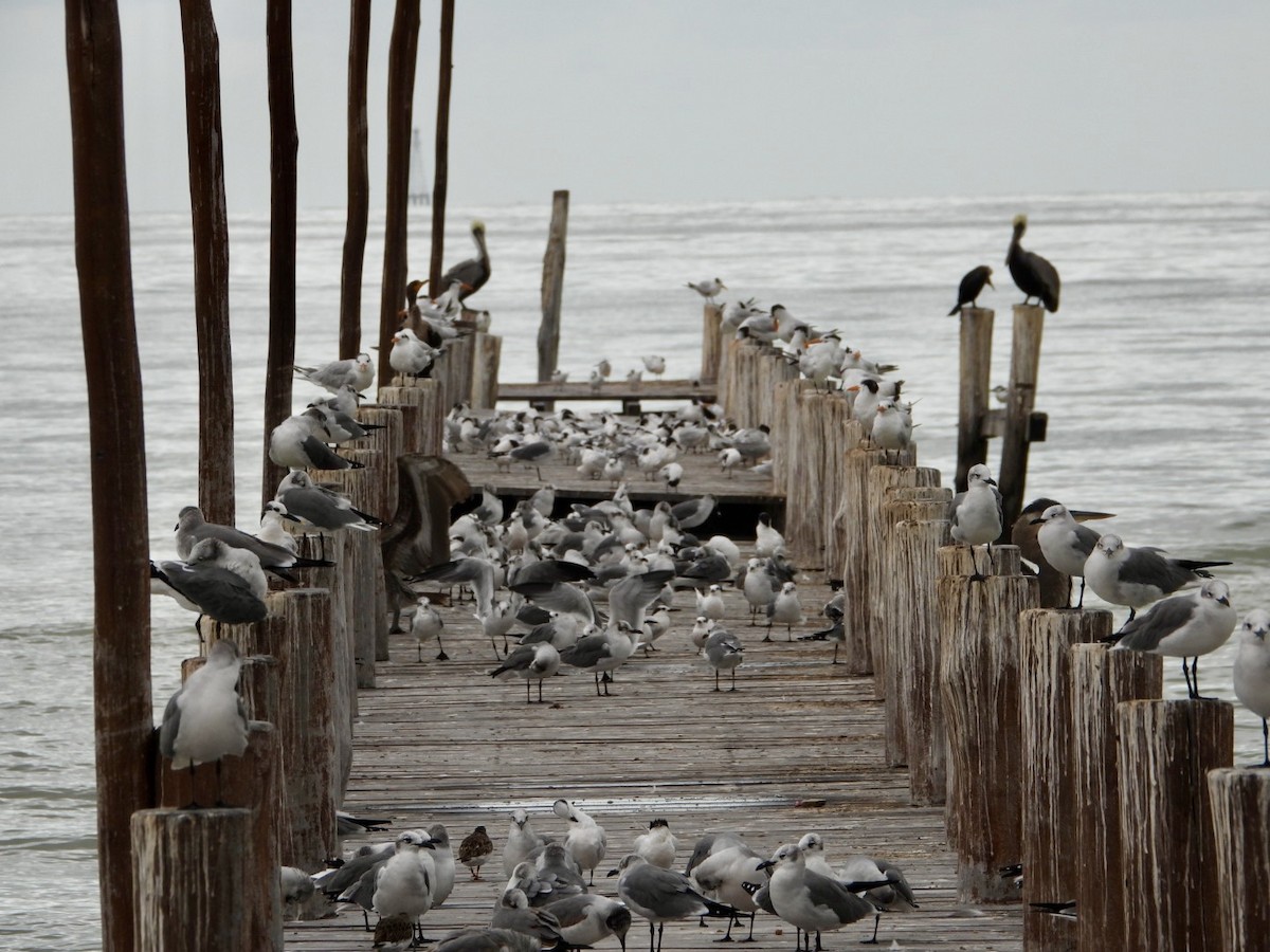 ワライカモメ - ML645142050