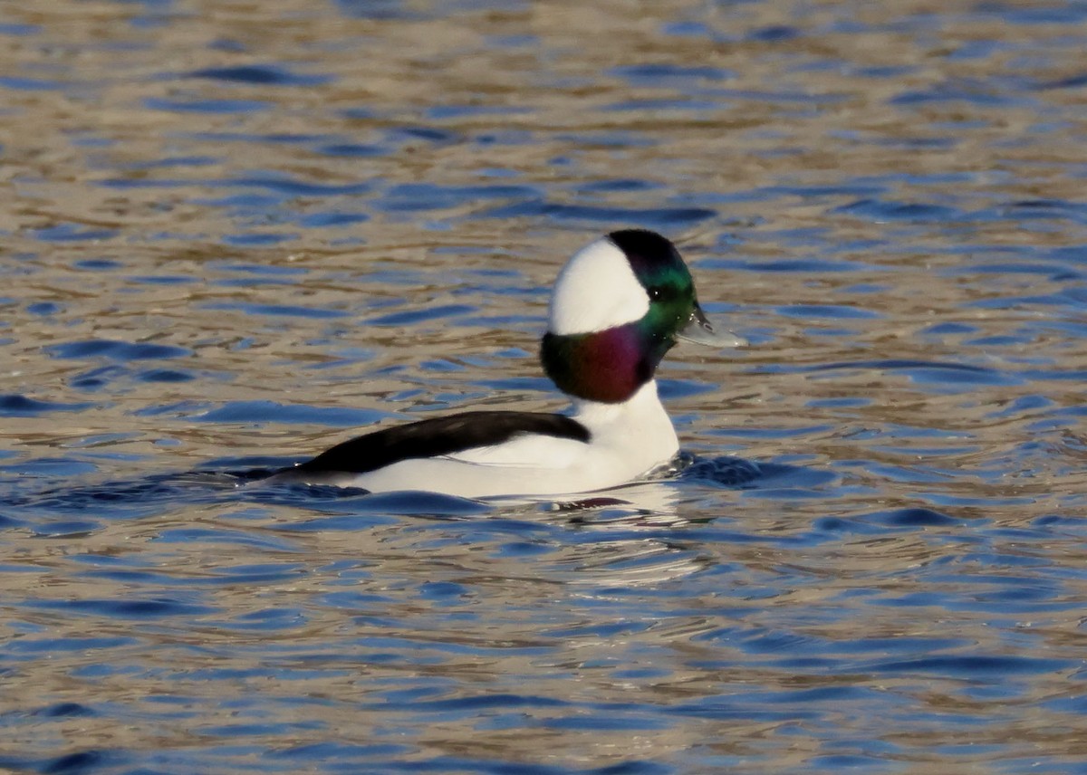 Bufflehead - ML645142055