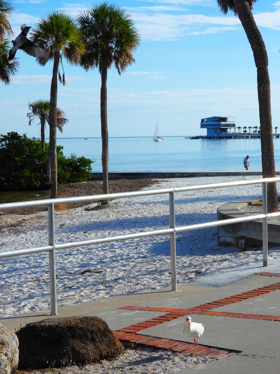 White Ibis - ML645142064