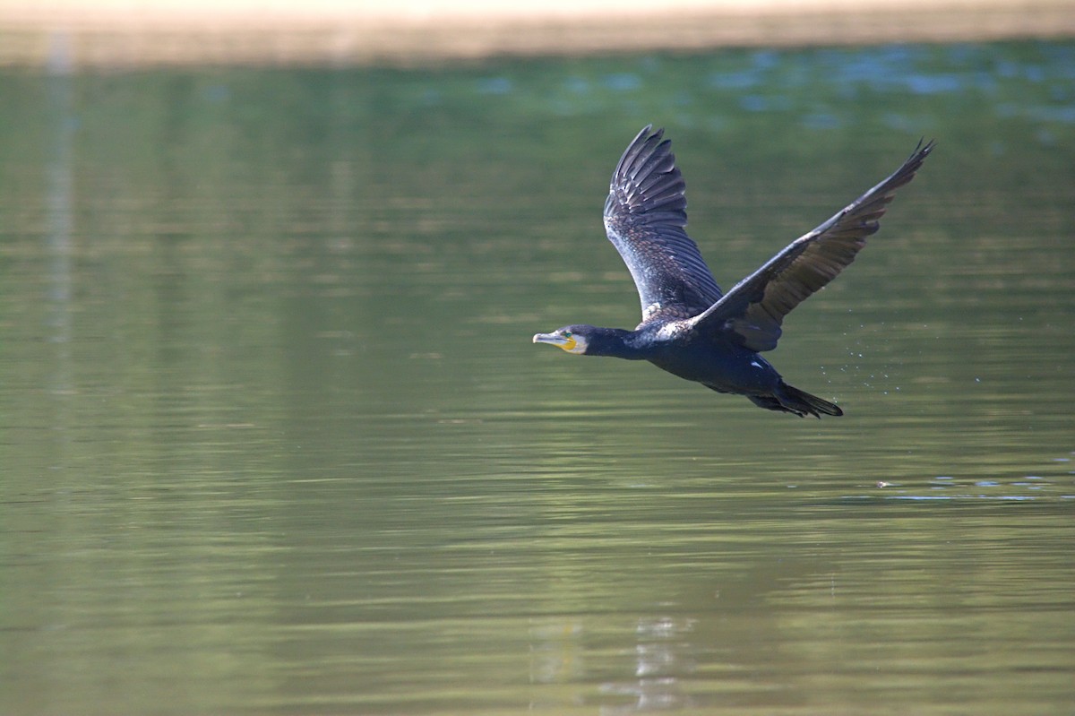 鸕鷀 - ML645142072