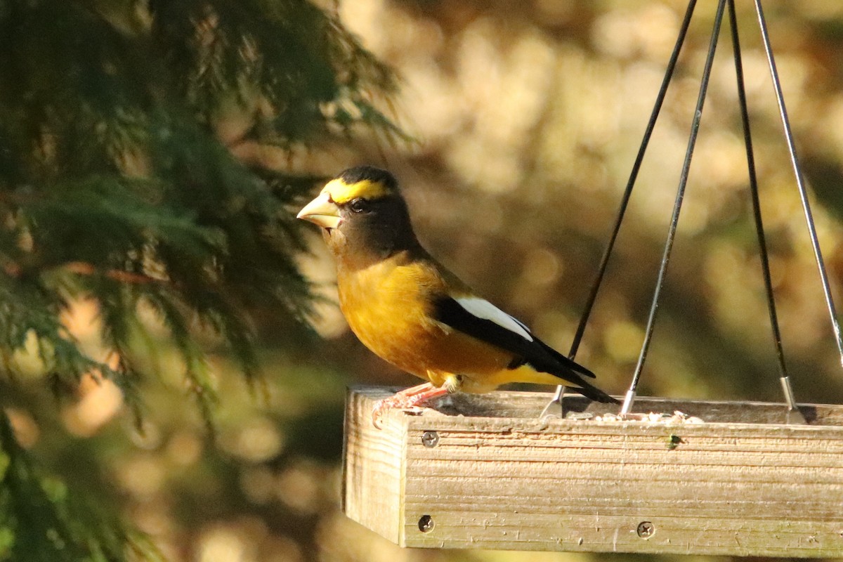 Sarı Kaşlı Kocabaş - ML645142074