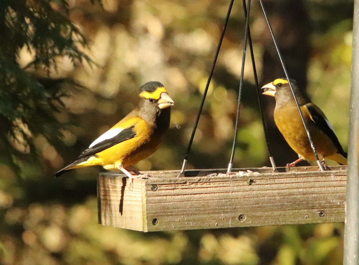 Sarı Kaşlı Kocabaş - ML645142075