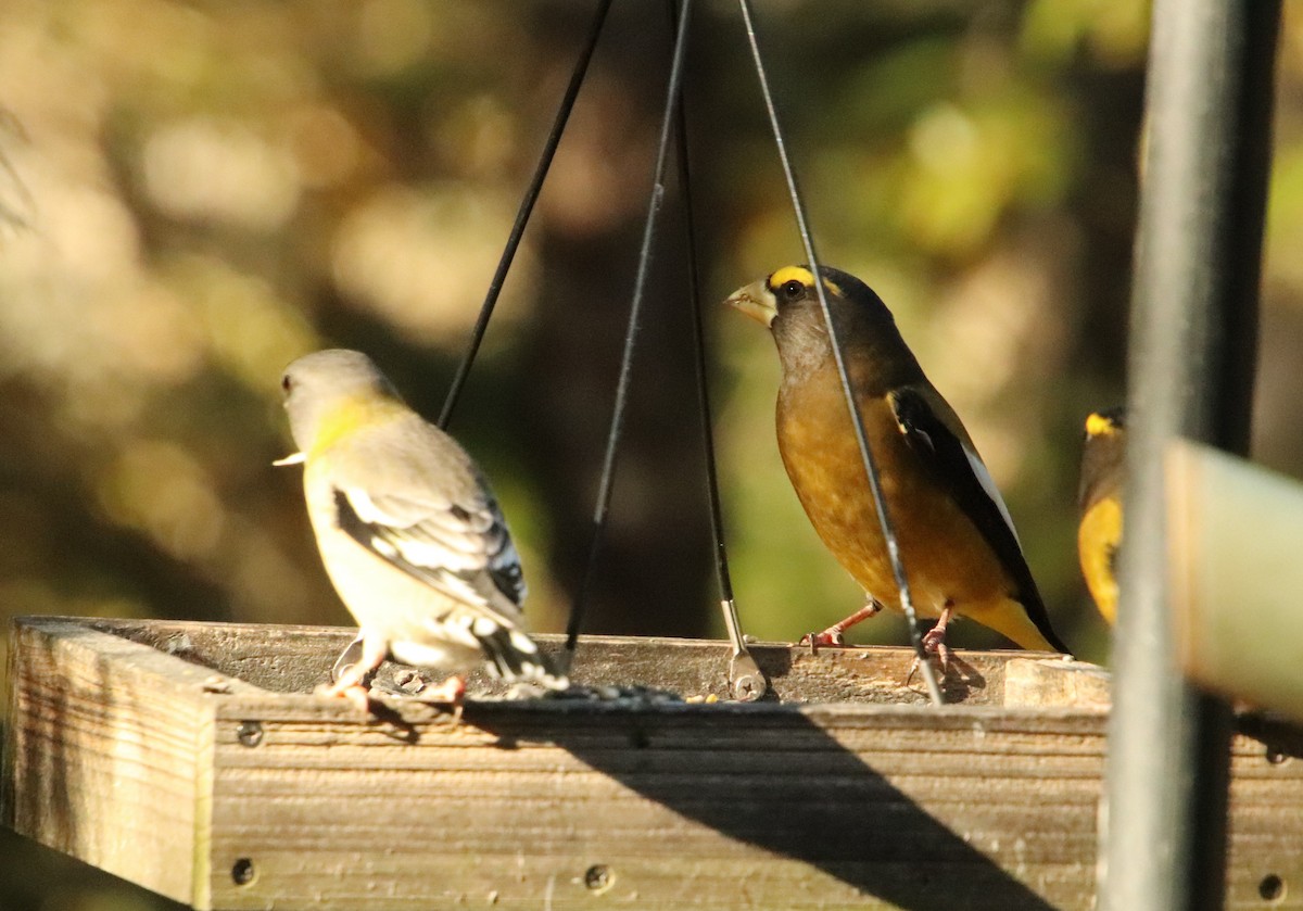 Sarı Kaşlı Kocabaş - ML645142076