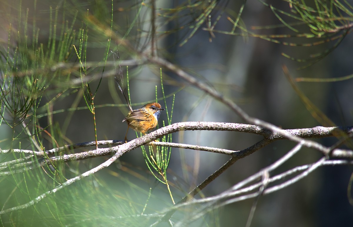 Southern Emuwren - ML645142082