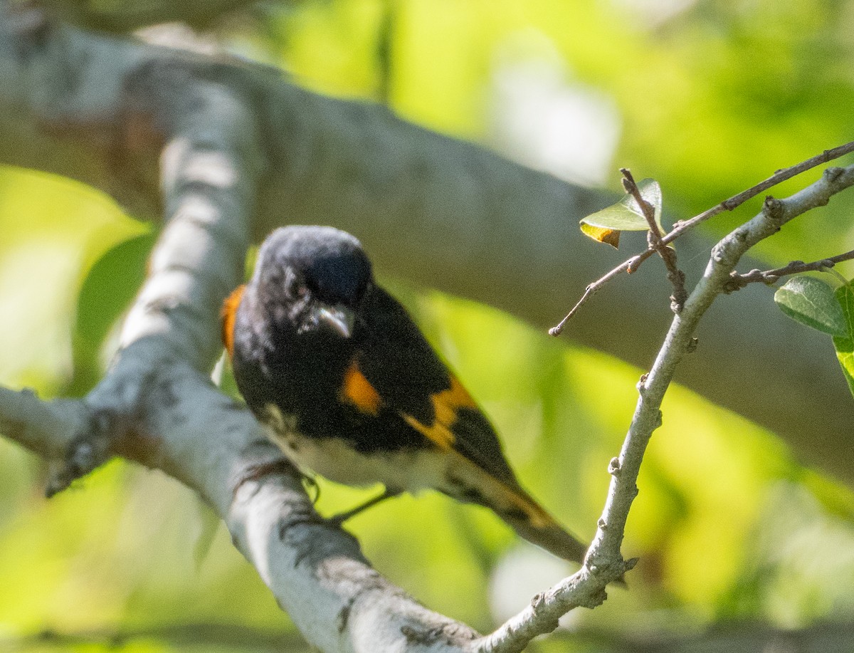 American Redstart - ML645142088