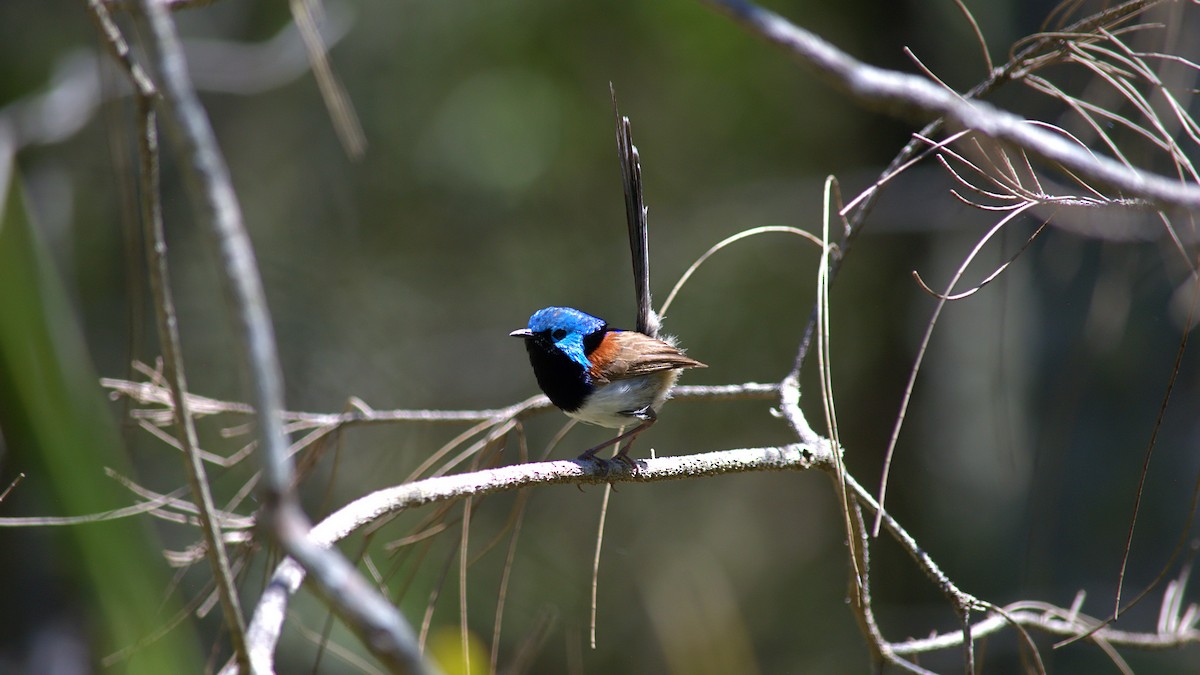 Variegated Fairywren - ML645142097