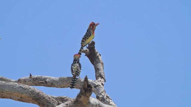 ホオアカオナガゴシキドリ - ML645142098