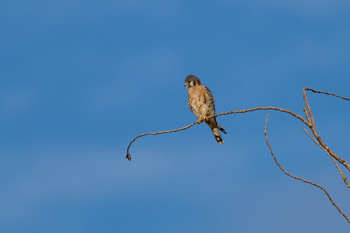בז אמריקני - ML645142099