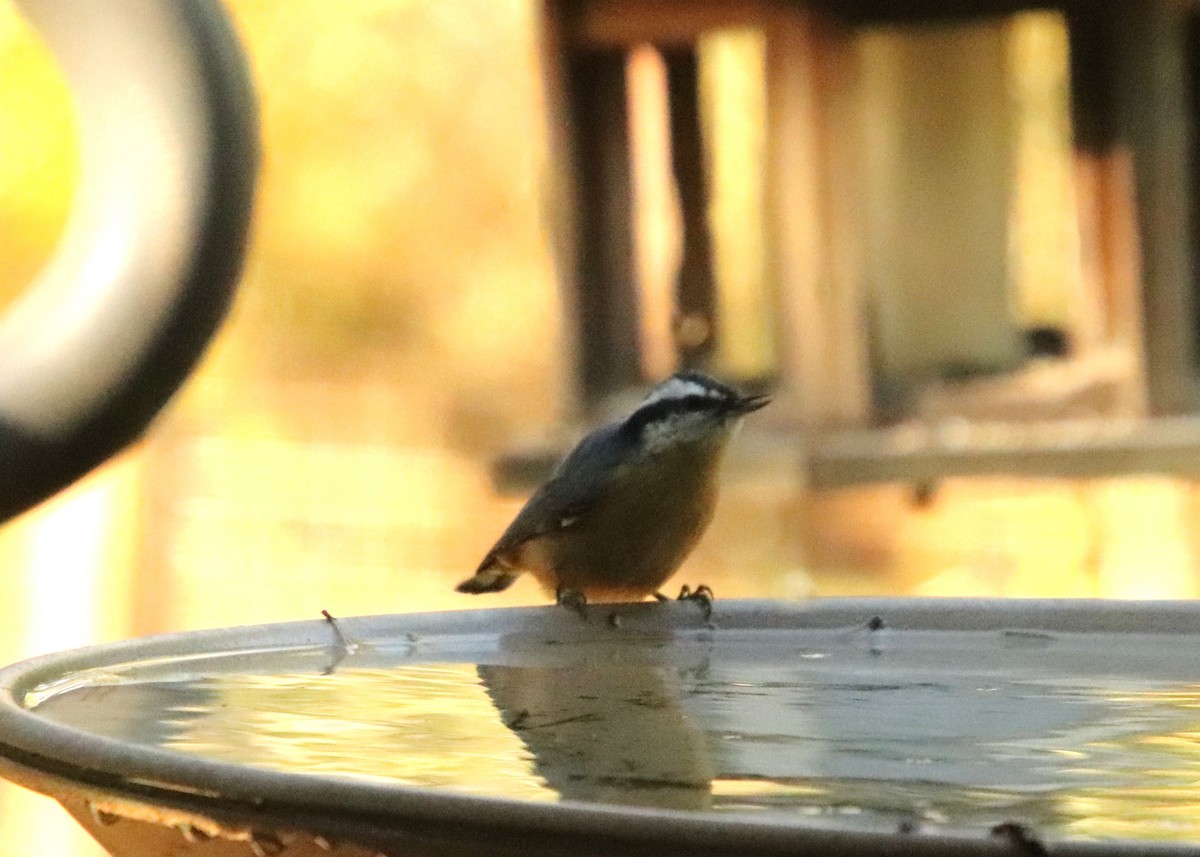 Kanada Sıvacısı - ML645142101