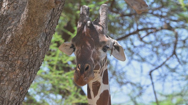 Red-billed Oxpecker - ML645142107