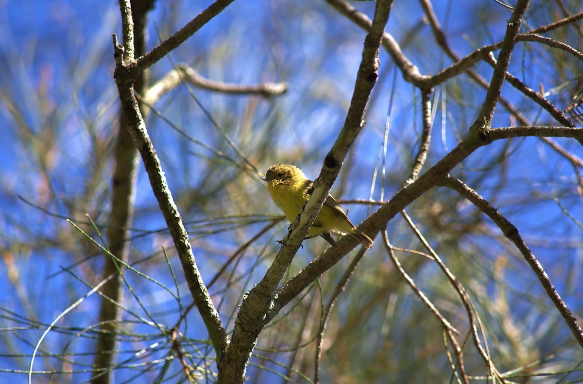 Yellow Thornbill - ML645142108